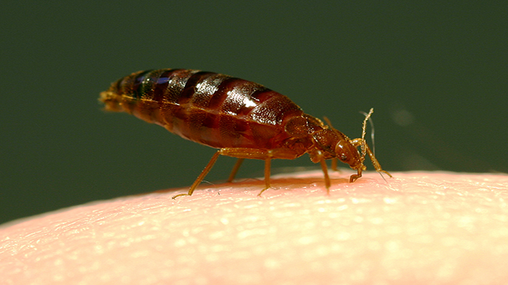 Bed bug warning for people using an electric blanket to keep warm