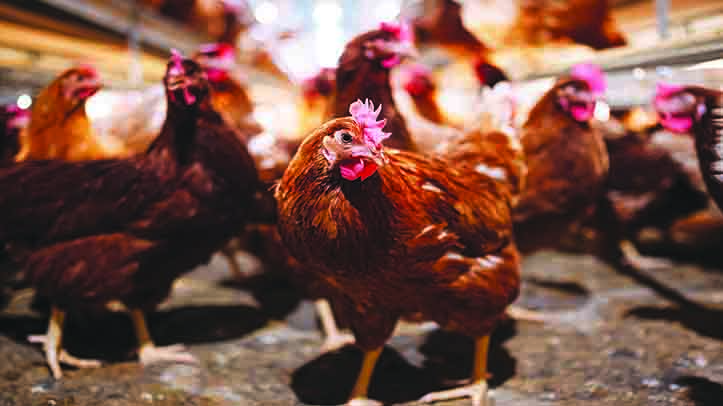 Rodenticide restrictions raise role for farm professionals