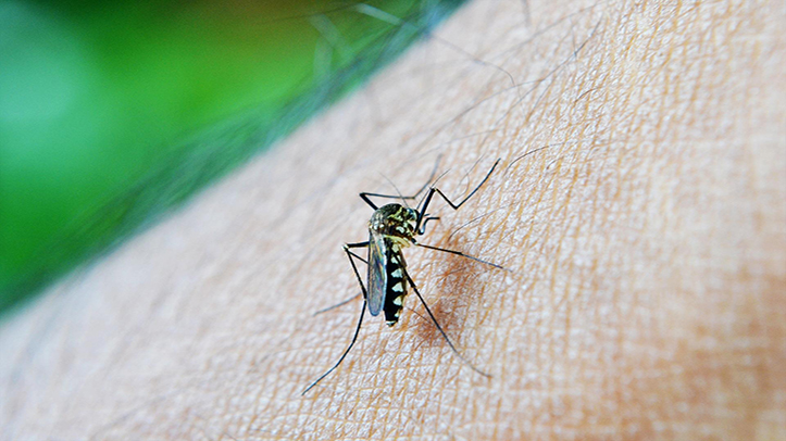 Researchers uncover record mosquito numbers in Northern Ireland