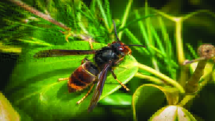 Heatwaves fuel Asian hornet invasion